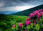 Catawba Rhododendrons on Roan Mountain. Photo by Bryan Hodges.