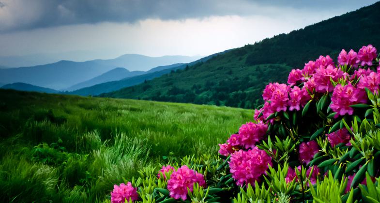 Catawba Rhododendrons on Roan Mountain. Photo by Bryan Hodges.