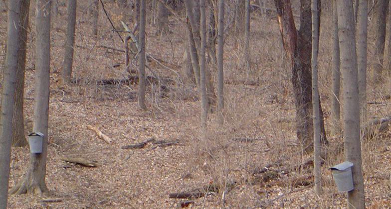 Green scenery at the Caldwell Nature Preserve. Photo by Caldwell Nature Preserve.