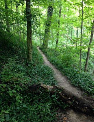 Green scenery at the Caldwell Nature Preserve. Photo by Caldwell Nature Preserve.