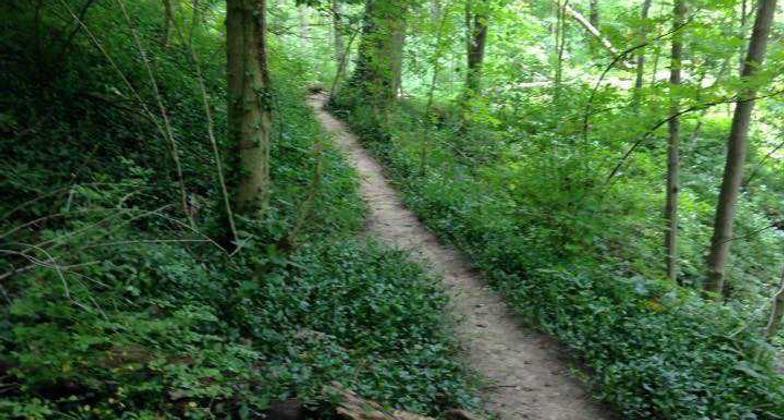 Fall foliage at the Caldwell Nature Preserve. Photo by Caldwell Nature Preserve.