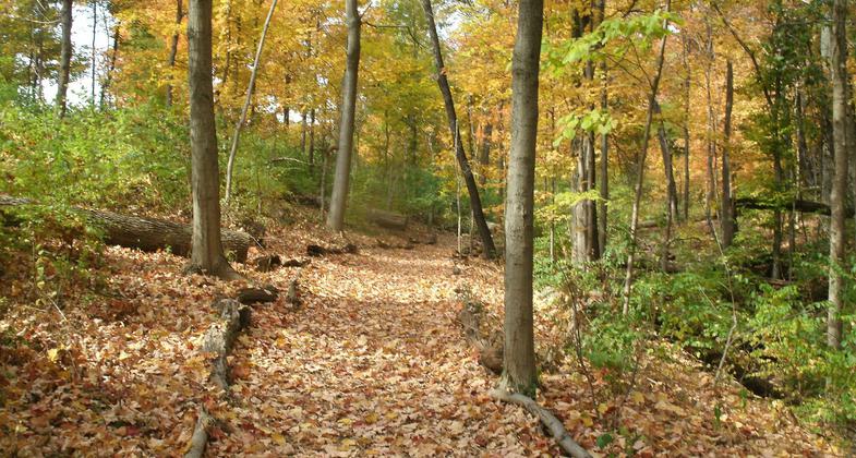 Fall foliage at the Caldwell Nature Preserve. Photo by Caldwell Nature Preserve.