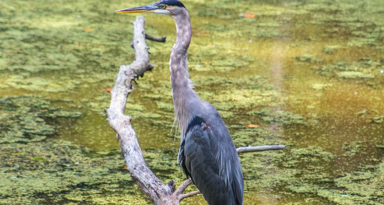 Floating Towpath. Photo by Tim Fitzwater.