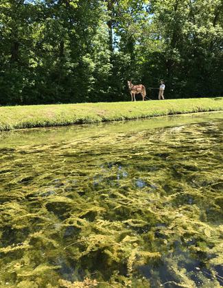 Canal Horse. Photo by Elizabeth Connor.
