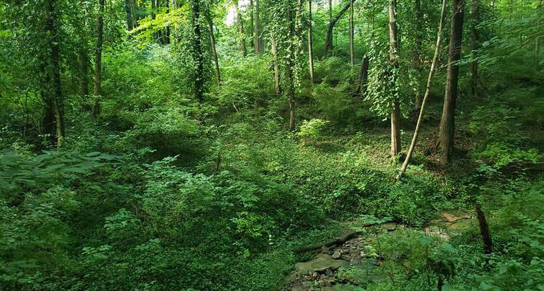 Greenery in Stanbery Park. Photo by Cheri Chittum-Baker.