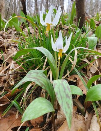 white trout lilies. Photo by Jonathan Duerbeck.
