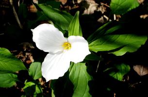 Trillium Valley Trail