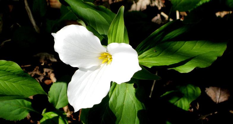 White trillium (Trillium grandiflorum). Photo by Dranrebedrali.