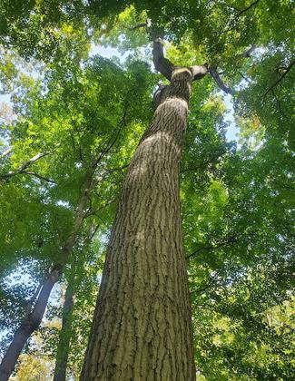 northern red oak. Photo by Jonathan Duerbeck.