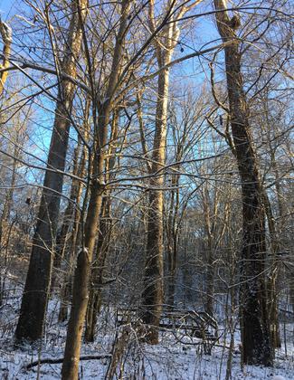 winter trees. Photo by Jonathan Duerbeck.