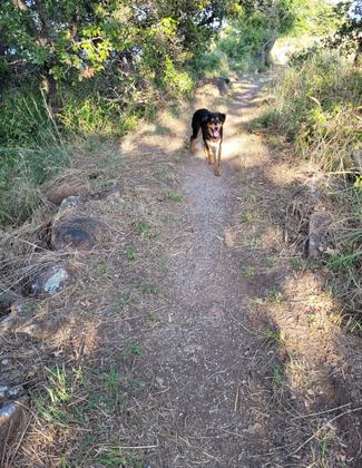 Dudley loves Dog Hollow run beause he loves to swim. Photo by Mary Ivey-Sleight.