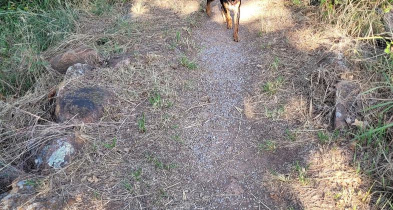 Bison grazing at sunrise in the Wichita Mountains . Photo by Larry Smith.