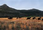 Bison grazing at sunrise in the Wichita Mountains . Photo by Larry Smith.