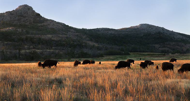 Bison grazing at sunrise in the Wichita Mountains . Photo by Larry Smith.
