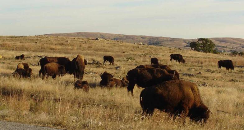Bison grazing in the Wichita Mountains. Photo by Marelbu.
