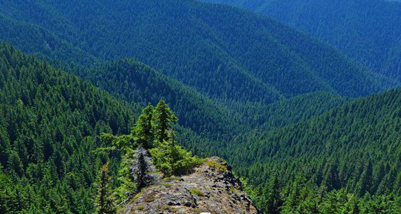 Bohemia Mining area trail. Photo by USFS - Liz Crandall.