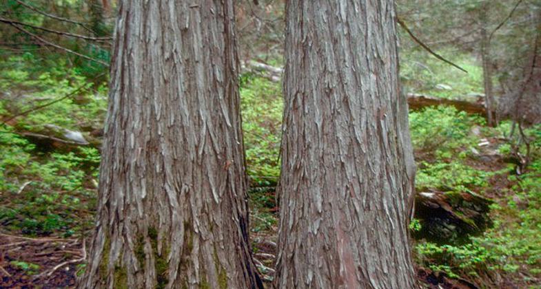Cedar Grove Botanical Area. Photo by Chandra LeGue.
