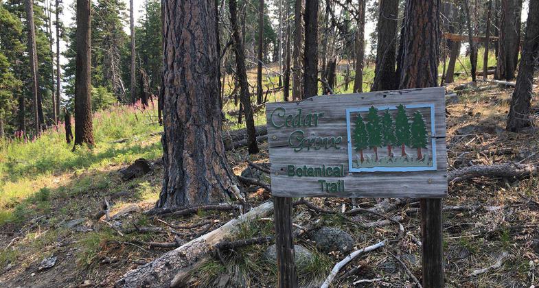 Cedar Grove Botanical Area. Photo by Chandra LeGue.