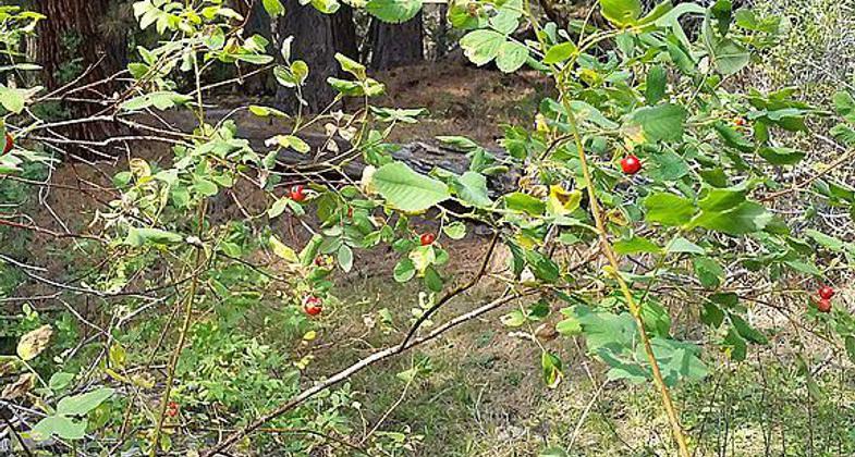 Winema National Forest, Lakeview, Oregon. Photo by Bobjgalindo.