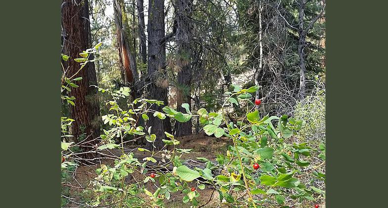 Parking Area. Photo by Pam Riches.