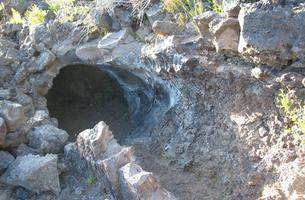 Lava Cast Forest