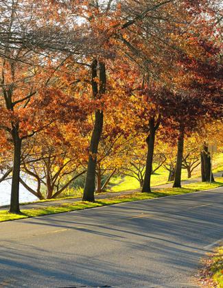Fall leaves hanging on. Photo by Denise Liftin.