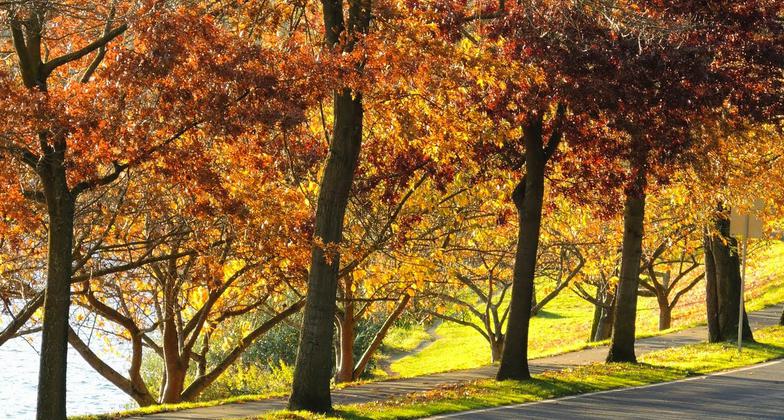Lake Washington Bike Trail. Photo by Joe Mabel wiki.