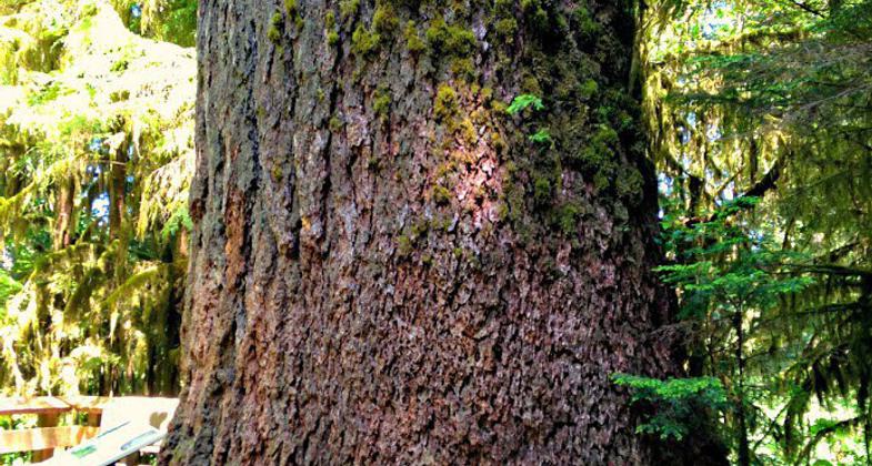 Rainforest area of the trail. Photo by Debbie Biddle.