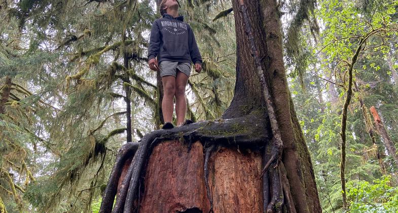 Big Tree Grove. Photo by USFS.