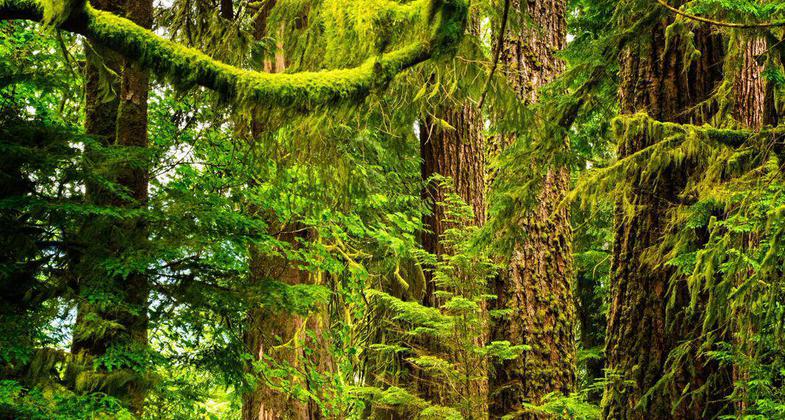 Large mossy spruce trees surround the trail. Photo by Debbie Biddle.
