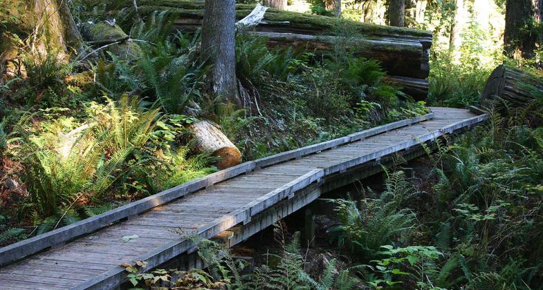Accessible boardwalk on the Shadow of the Sentinels National Recreation Trail in Baker-Snoqualmie National Forest, WA. Photo by American Trails.