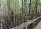 Boardwalk through headwaterswamp. Photo by Fredlyfish4 wiki.