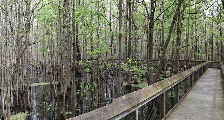 Boardwalk through headwaterswamp. Photo by Fredlyfish4 wiki.