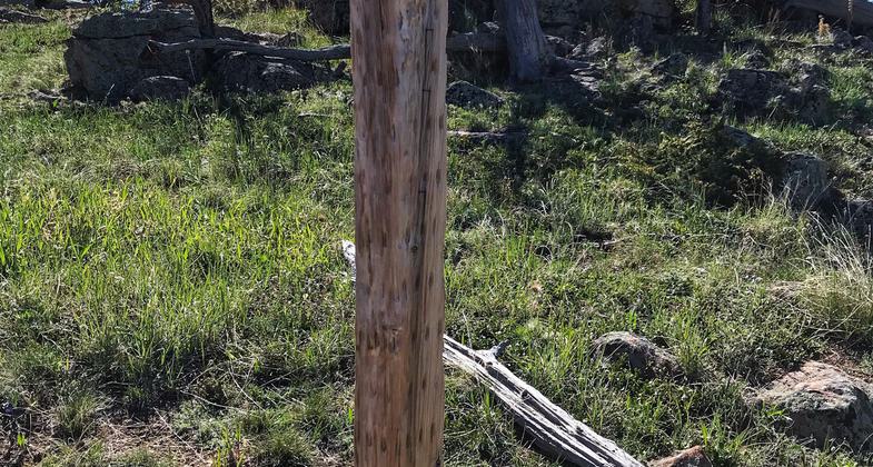 On the trail looking east. Photo by Pam Riches.