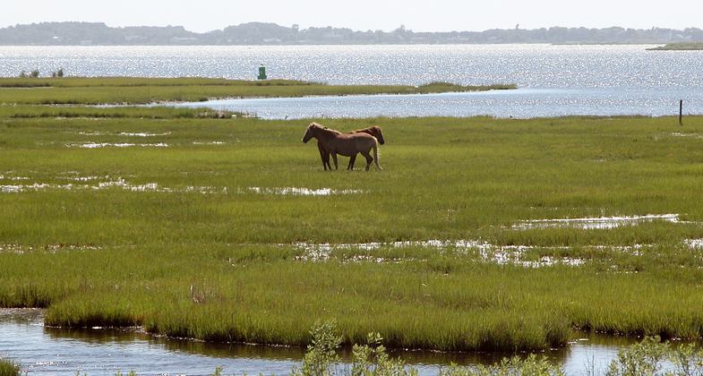 Wild Horses on Assateague Island. Photo by wiki Fritz Geller-Grimm.