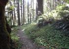 View of Old Growth Ridge Trail. Photo by Bureau of Land Management.