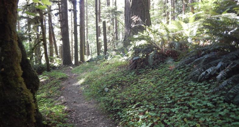 View of Old Growth Ridge Trail. Photo by Bureau of Land Management.