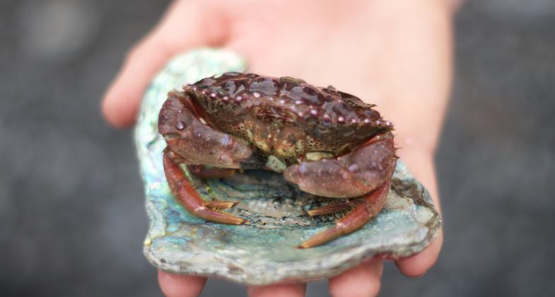 Posing crab. Photo by Spencer Cross.