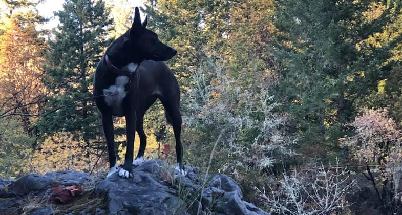Kali on trail watch. Photo by Gabrielle Webster.
