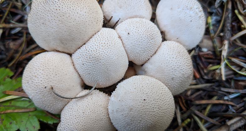Puffballs along the trail. Photo by Michael.