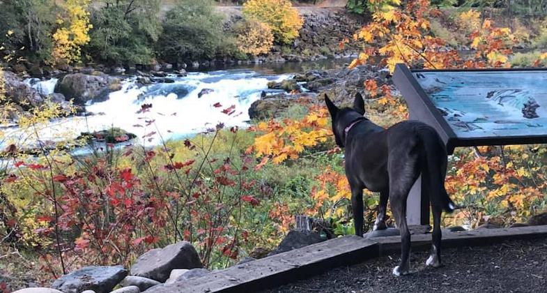 Kali checking out the interpretive sign overlooking falls. Photo by Gabrielle Webster.