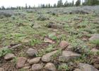 Wildflowers peeking thru the rock. Photo by USFS.