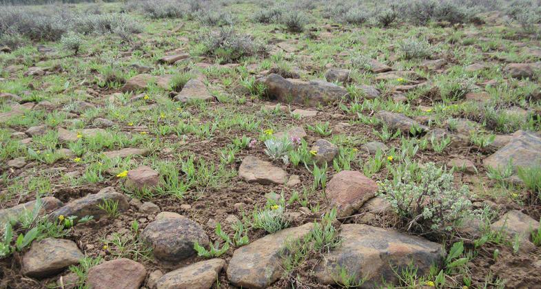 Wildflowers peeking thru the rock. Photo by USFS.