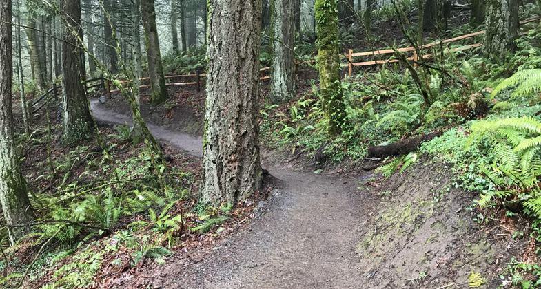 Wildwood Trail below Pittock Mansion, Forest Park, Portland, OR. Photo courtesy of Lucy Cohen, 2019.