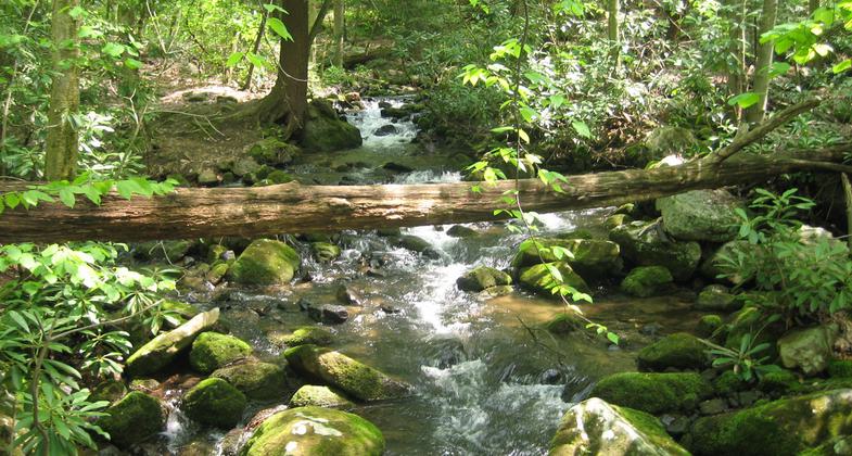 Bear Run Nature Reserve