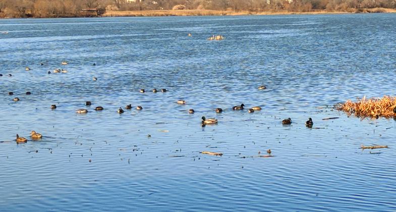 Waterfowl seen from the East Impoundment Trail. 12-1-2017. Photo by Jim Walla.