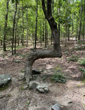 Trail marker tree on Rocky Valley Trail. Photo by Elizabeth J. Walters.