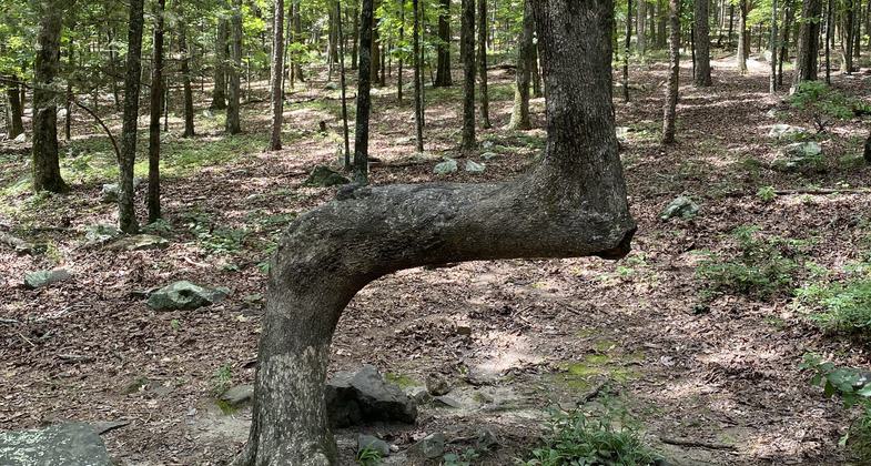 Resting in the peaceful woods along the rocky valley trail. Photo by Elizabeth J. Walters.