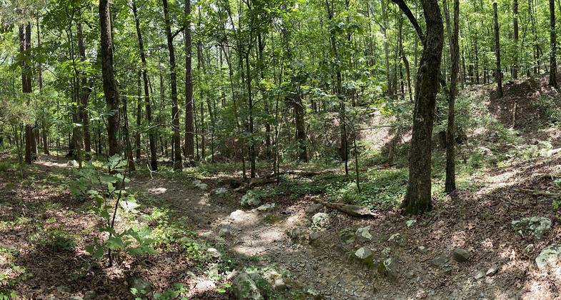 Resting in the peaceful woods along the rocky valley trail. Photo by Elizabeth J. Walters.