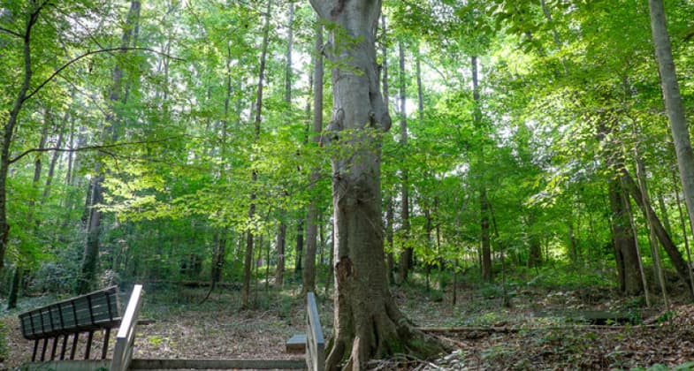 The 162-year-old Grandfather Beech Tree.